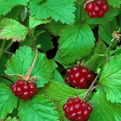 Княженика АУРА в Жлобине