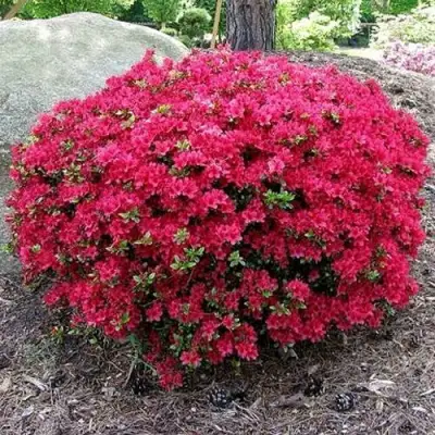 Азалия КАНЗОНЕТТА японская в Жлобине