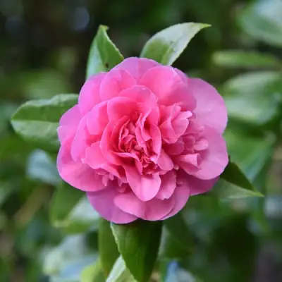 Камелия ДЕББИ в Жлобине