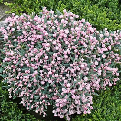 Андромеда БЛЮ АЙС многолистная   в Жлобине