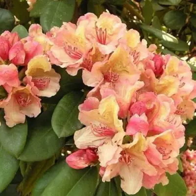 Рододендрон ФЛАУТАНДО в Жлобине