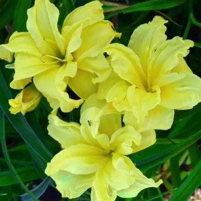 Лилейник ДАБЛ РИВЕР ВАЙ гибридный в Жлобине