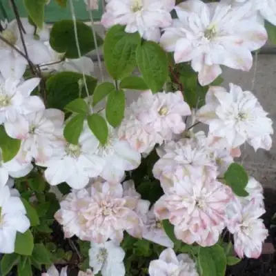 Клематис ИННОСЕНТ БЛАШ в Жлобине