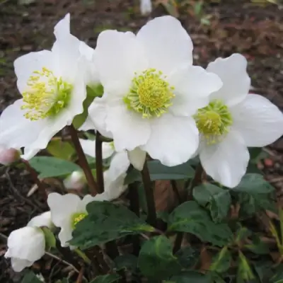 Морозник ЧЕРНЫЙ в Жлобине