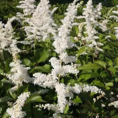 Астильба ДОЙЧЛАНД японская в Жлобине