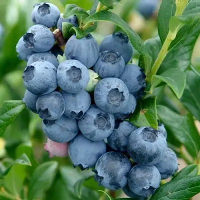 Голубика ХАРДИБЛЮ в Жлобине