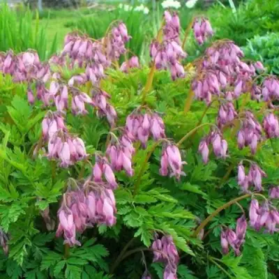 Дицентра изящная в Жлобине