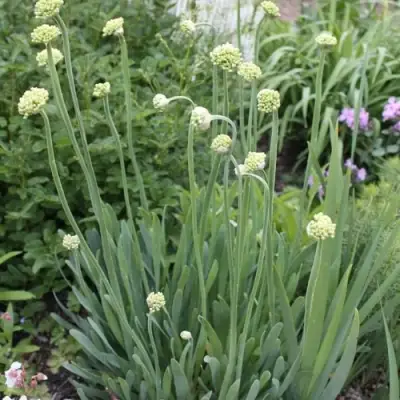 Лук слизун в Жлобине