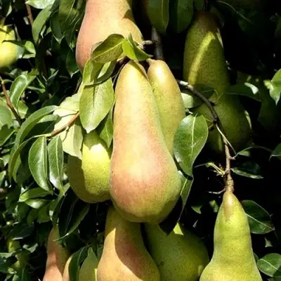 Груша КОНКОРД в Жлобине