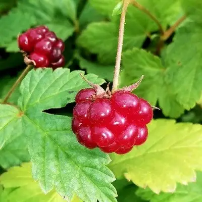 Княженика АННА в Жлобине