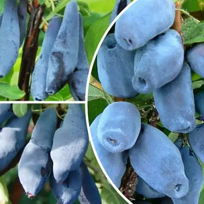 Комплект СИЯНИЕ ГЛАЗ в Жлобине