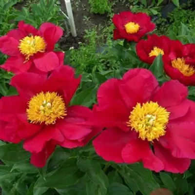 Пион АМЕРИКА травянистый в Жлобине