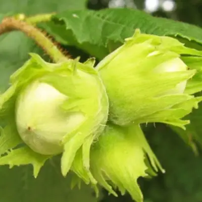 Фундук КАТАЛОНСКИЙ в Жлобине