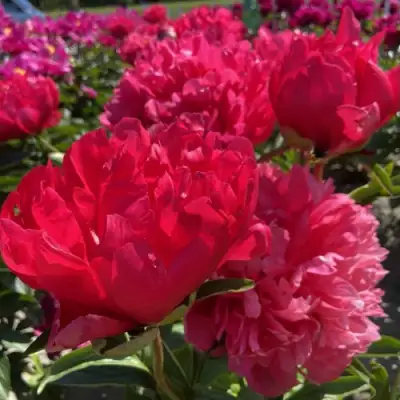 Пион БЕЛГРАВИЯ травянистый в Жлобине