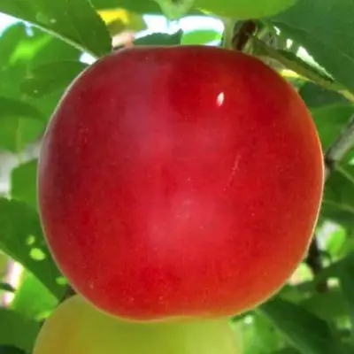 Плумкот БИРИКОККОЛО БОЛОГНЕС в Жлобине