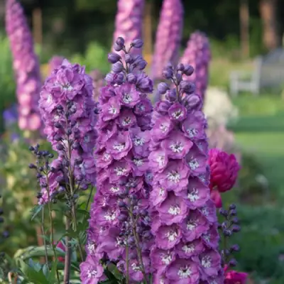 Дельфиниум ДЕЛЬФИС ПИНК ПАУЭ высокий в Жлобине