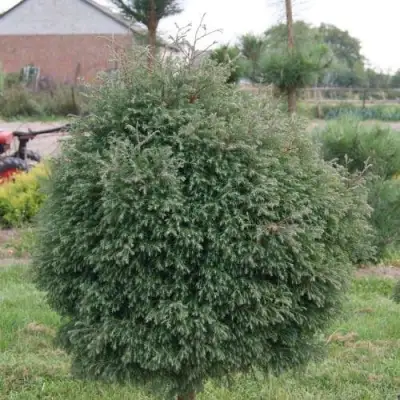 Туя вересковидная в Жлобине