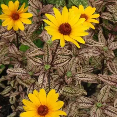 Гелиопсис САММЕР ПИНК в Жлобине