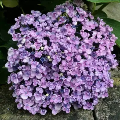 Гортензия АИША крупнолистная  в Жлобине
