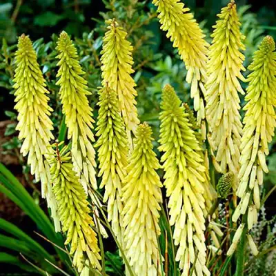 Книфофия ЛИТТЛ МЕЙД гибридная в Жлобине