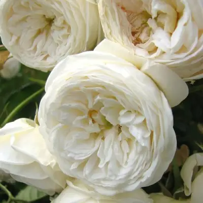 Роза АРТЕМИС шраб в Жлобине