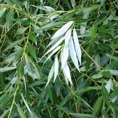 Ива ломкая  в Жлобине