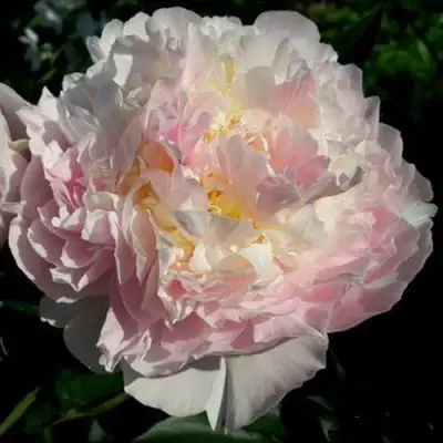 саженцы пиона