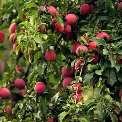 Слива КЛЕОПАТРА в Жлобине