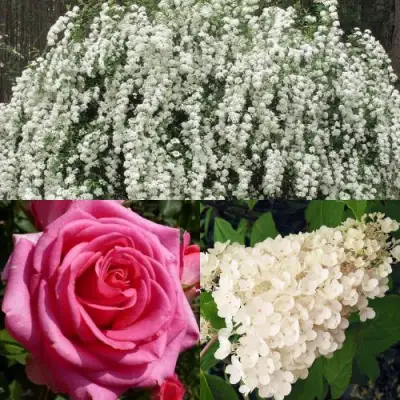 Комплект ВЕЧНАЯ КЛАССИКА в Жлобине