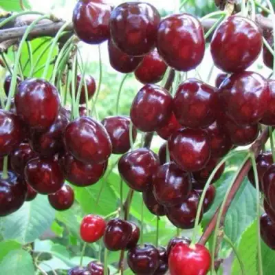 Черешня ОВСТУЖЕНКА в Жлобине