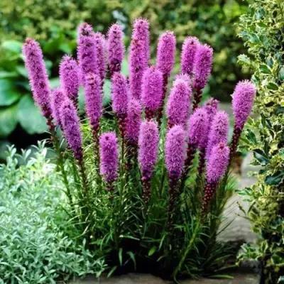 Лиатрис РОЗЕА колосковая в Жлобине