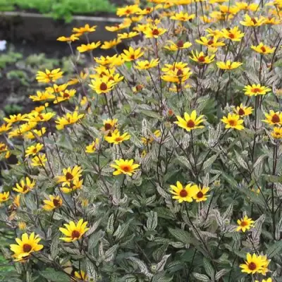 Гелиопсис САММЕР ПИНК в Жлобине