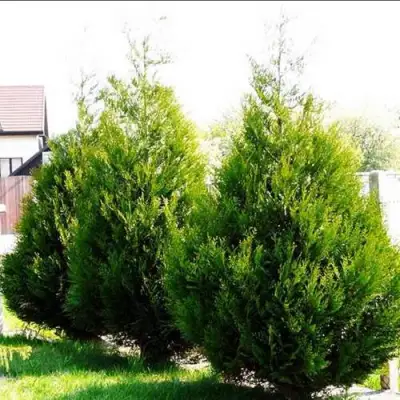 Туя АТРОВИРЕНС складчатая в Жлобине