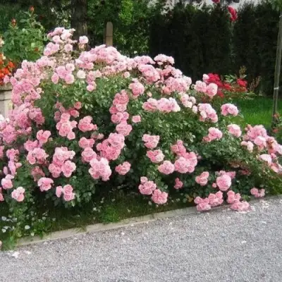 Роза БОНИКА флорибунда в Жлобине