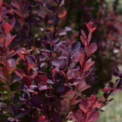 Барбарис ХЕЛМОНД ПИЛЛАР тунберга в Жлобине
