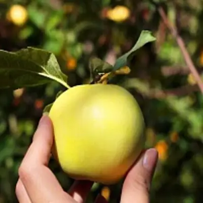 Яблоня РОССИЯНКА в Жлобине