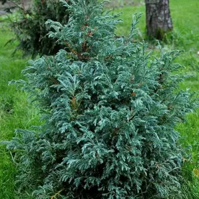 Кипарисовик БЕБИ БЛЮ горохоплодный в Жлобине