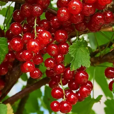 Смородина красная НАТАЛИ в Жлобине