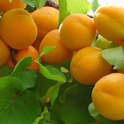 Абрикос ЖИГУЛЕВСКИЙ СУВЕНИР в Жлобине