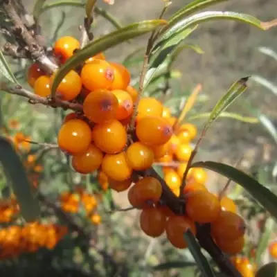 Облепиха СУДАРУШКА в Жлобине