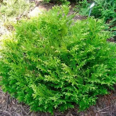 Туевик НАНА долотовидный  в Жлобине