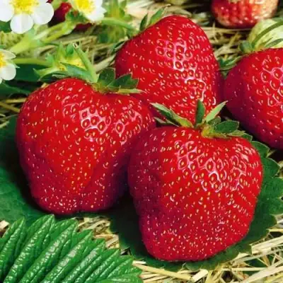 саженцы клубники Вима Занта