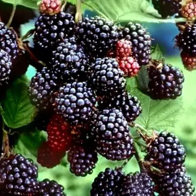 Ежевика ЭВЕРГРИН бесшипная  в Жлобине