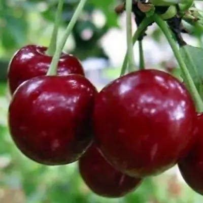 Вишня ГРИОТ БЕЛОРУССКИЙ в Жлобине