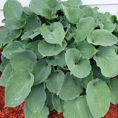 Хоста МУНЛАЙТ СОНАТА гибридная в Жлобине