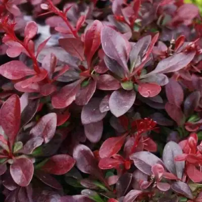 Барбарис АТРОПУРПУРЕА НАНА тунберга в Жлобине