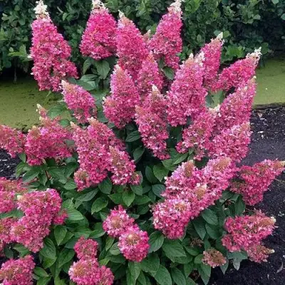 Гортензия МЕГА МИНДИ метельчатая в Жлобине