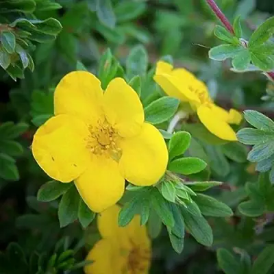 Лапчатка ГОЛДСТАР кустарниковая в Жлобине