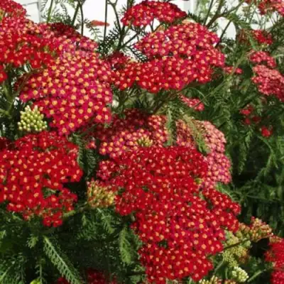 Тысячелистник ПАПРИКА обыкновенный в Жлобине