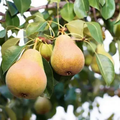 Груша ВЫСТАВОЧНАЯ в Жлобине